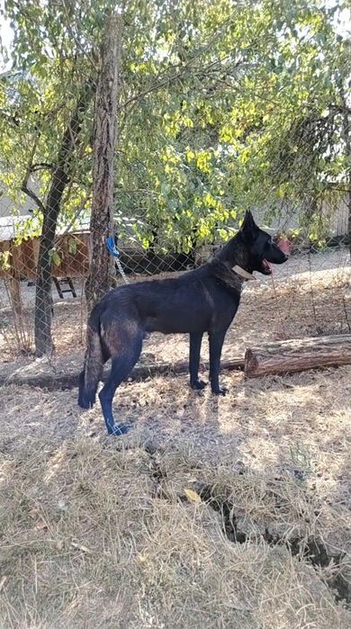 De vânzare mascul ciobănesc belgian malinois
