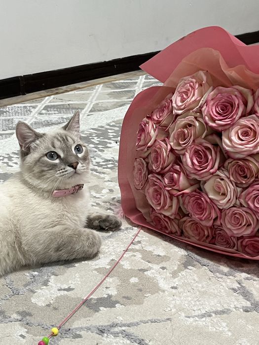 Отдам в добрые руки бесплатно