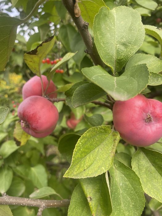 Продам дачу сад южный