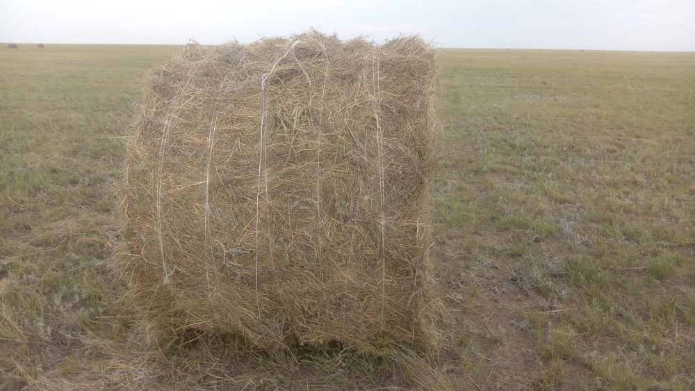 Продам сено цена договорная