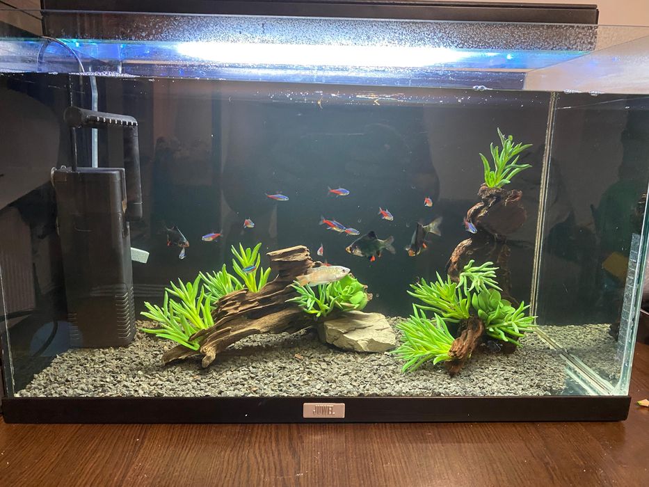 Acvariu cu pesti de vanzare