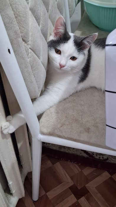 Мальчик кошка харошая