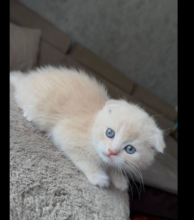 Остались два шотланских котенка