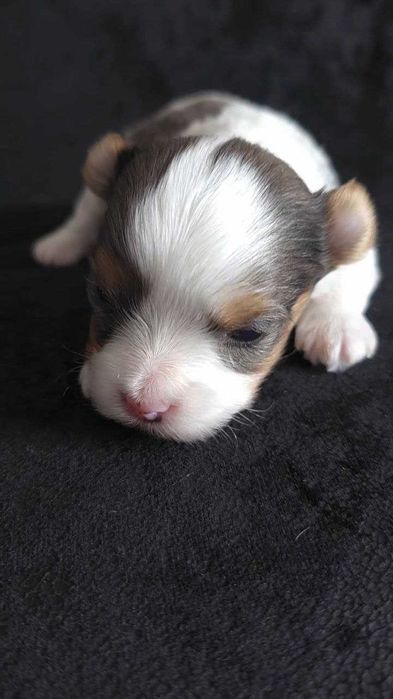 Бивер йоркширский терьер! Роскошные щенки!