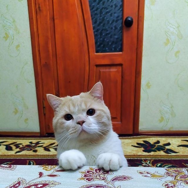 Вязка кот страйт шотландский