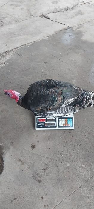 Мяса .Индюки домашние .