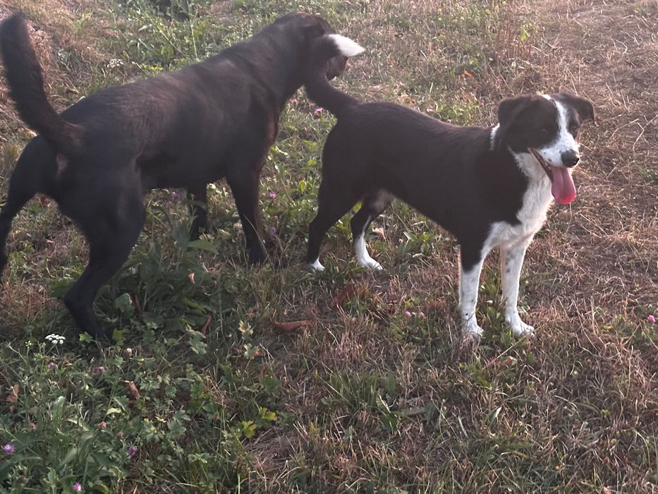 Caine adult pentru adoptie caut familie