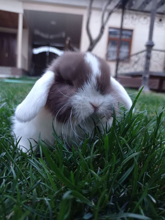 Кролики Карликовые барашки вислоухие . Karlik baran