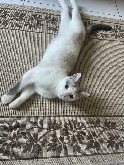 Pisici pentru adoptie