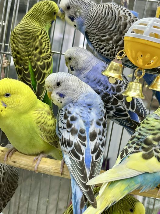 Волнистые попугаи