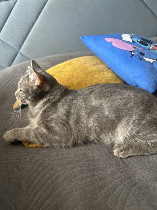 Отдам котика в добрые руки