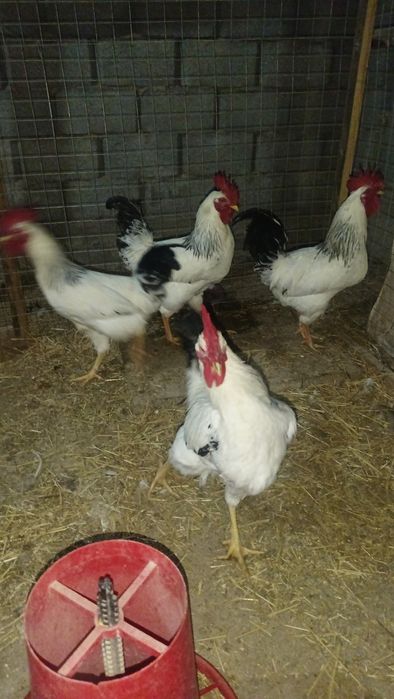 Адлерский Серебристый