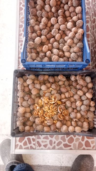 Vând nuci de calitate