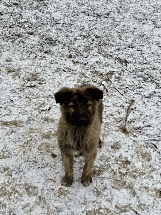 Pui Ciobanesc Carpatin