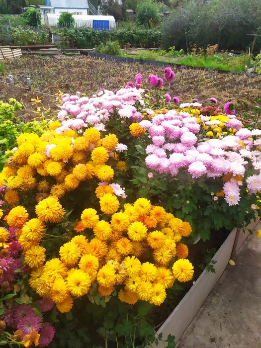 Продам дачу для души