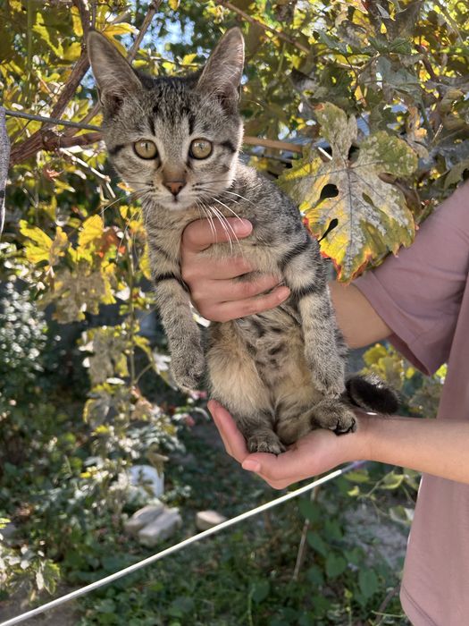 Котята ищут дом, в хорошие руки