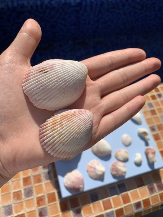 Настоящие морские ракушки