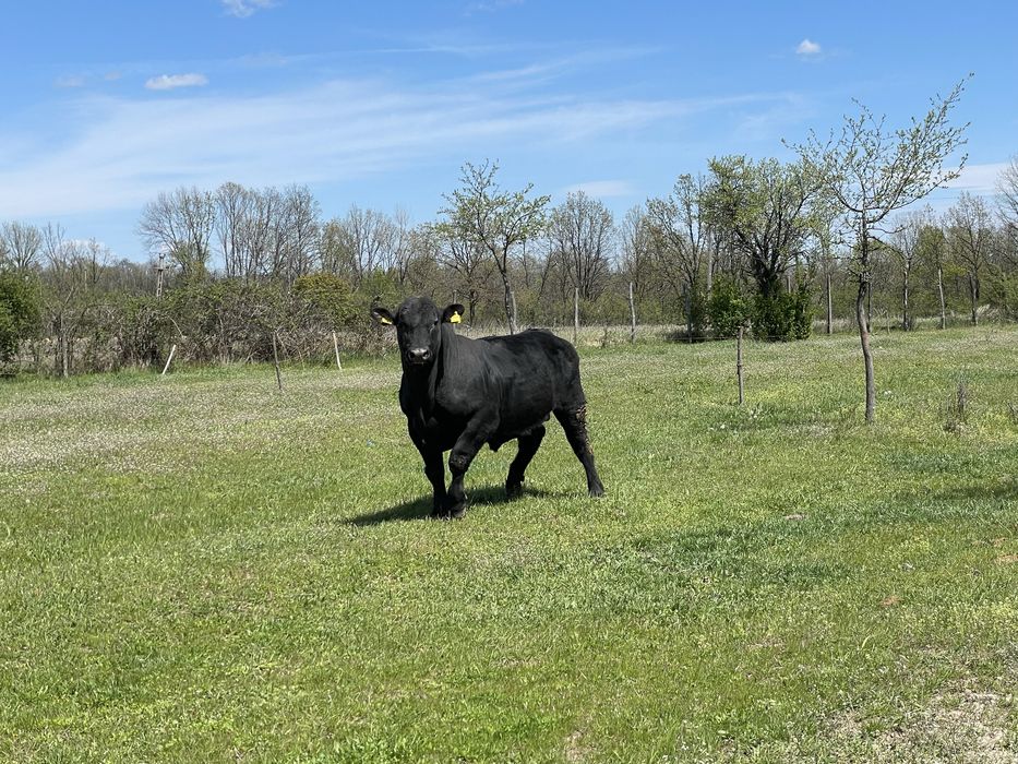 Tauras Aberdeen Angus