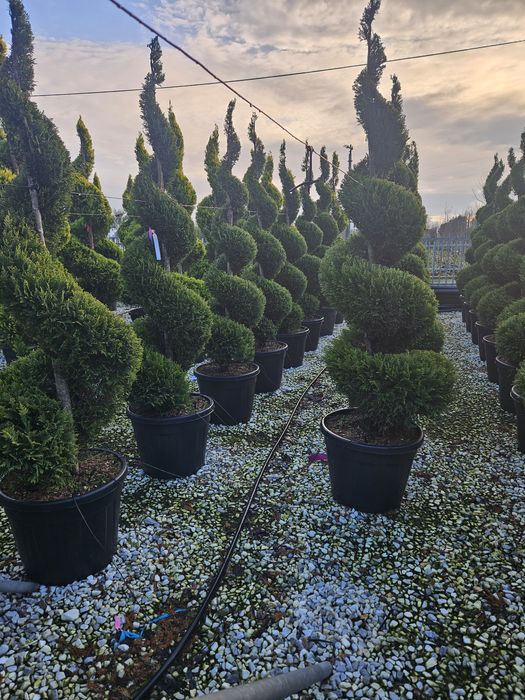 Yuca rostrata leylandi bonzai spirale ponpon