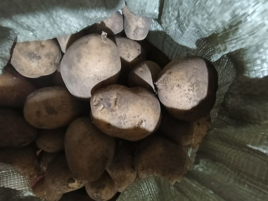 Продаётся семенная  домашняя картошка
