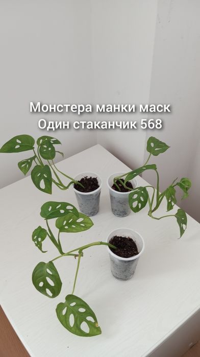Үй гүлдері/Комнатные растения