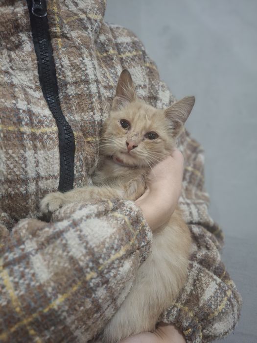 Отдадим котёнка в добрые руки