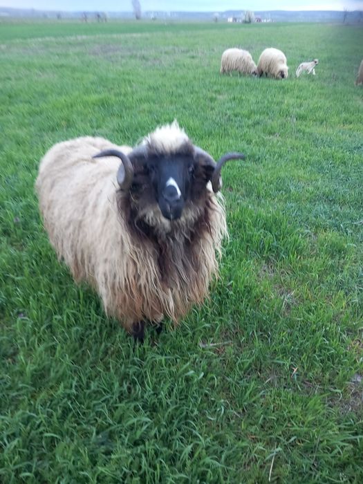 De vanzare două capre sterpe grase  și un berbeac de 1 an