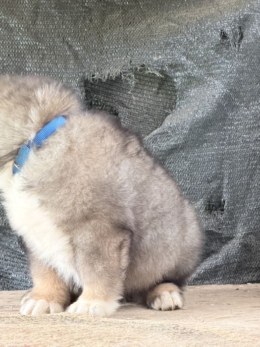 Pui ciobanesc  caucazian 8 sapt cu pedigree