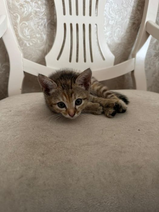 Котенок Мия в добрые руки!