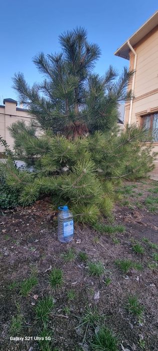 Крымская сосна, можжевельник бонсай