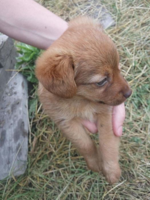 Милые щенки  ищут хозяина