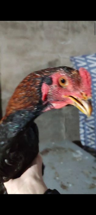 Бойтсовые петух ветнам