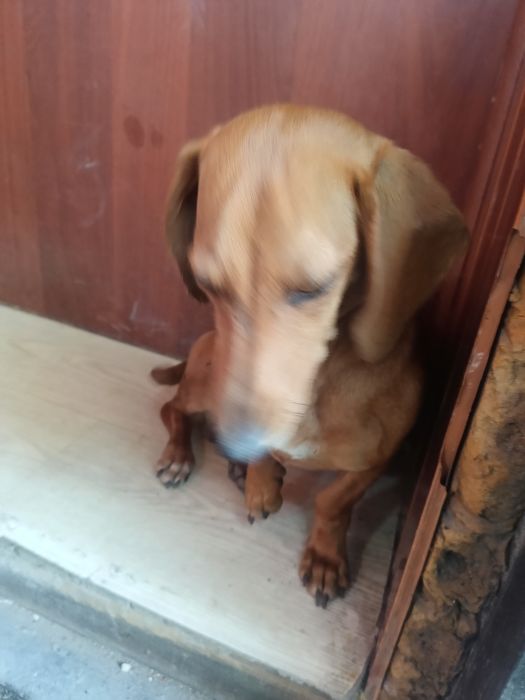 Собака такса здоровая