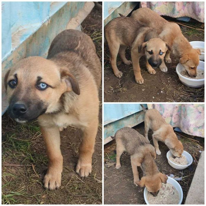 Пристраивается собачка в добрые руки