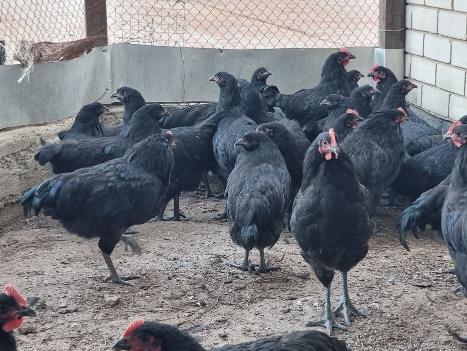 Австролоп чёрные куры