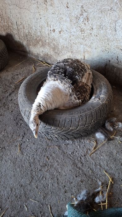 Домашни    Пуйки