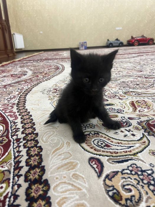 Отдадим даром домашних котят, мальчики и девочки …………………………………………………..