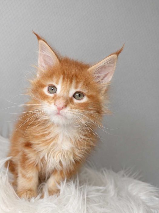 Viking – motănel Maine Coon roșcat, cu pedigree | LYNX RUNE CODE
