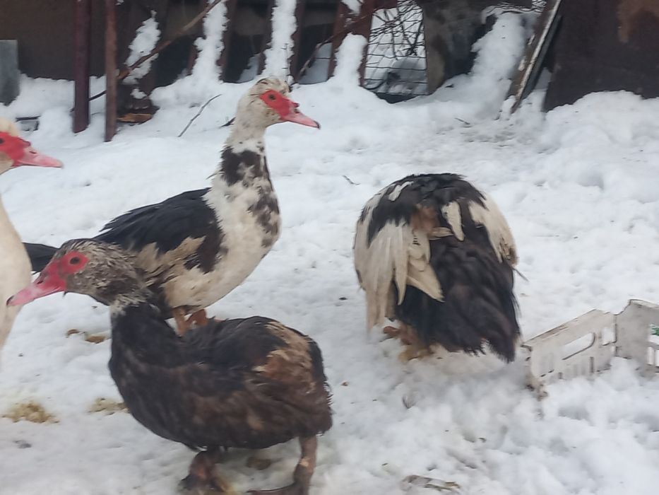 Продам инкубационое яйцо  индоутки