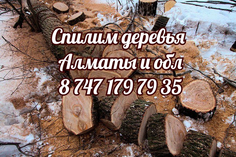 Спилим деревья. Спил деревьев. Спилить дерево. Пилим  Обрезка