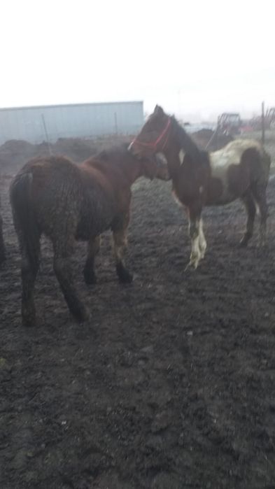 Vând 4 mânji 7/8 luni