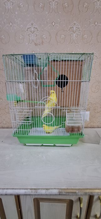 Totiqush valnistiy 200.000 shu turishi