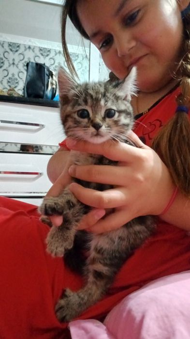 Отдам домашних котят