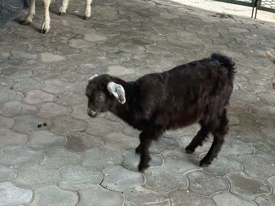 Альпийские козы лағымен сатылады