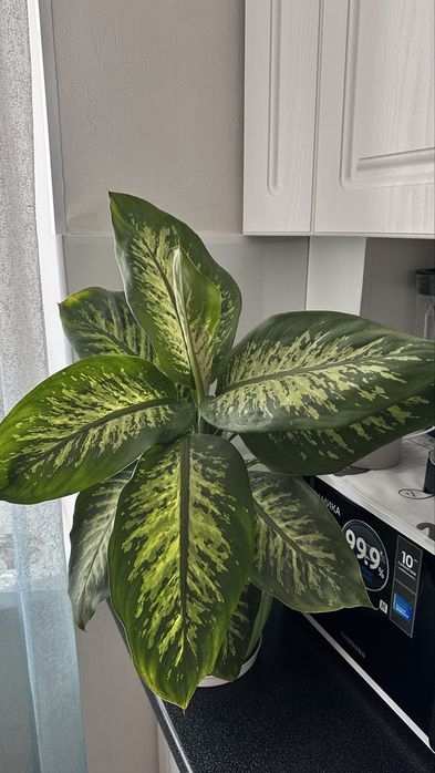 Диффенбахия и Аглаонема, очень красивое комнатное растение