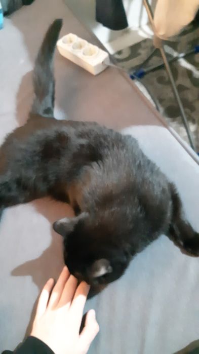 Кот черного окраса