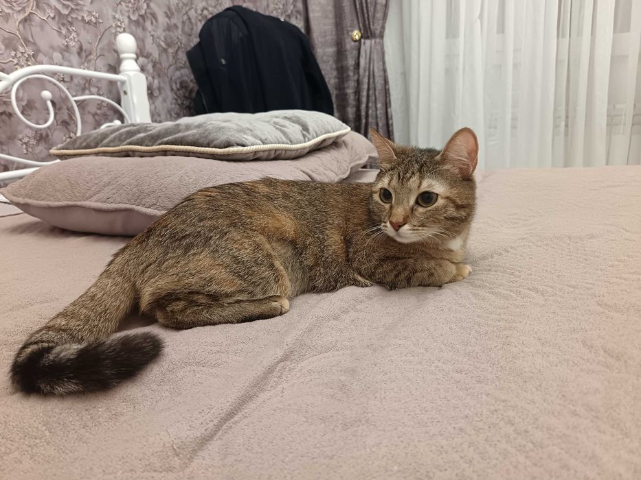 Отдам кошку бесплатно