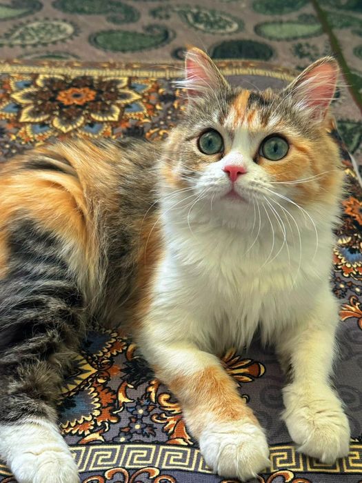 Отдам кошечку в добрые руки