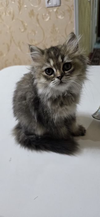 Продаётся    породистая  кошечка .  3 месяца  породистая  умная Боня