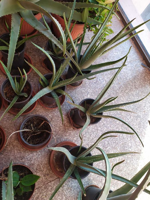 Алое Вера Барбанденсис Милър